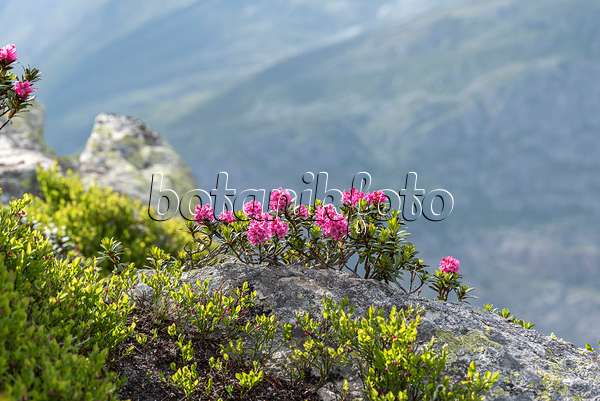 616315 - Rusty leaved alpen rose (Rhododendron ferrugineum)