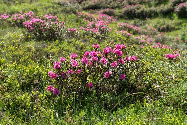 651479 - Rusty leaved alpen rose (Rhododendron ferrugineum)