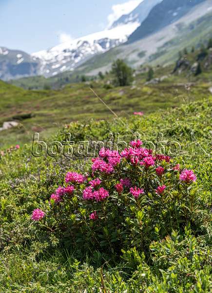 651480 - Rusty leaved alpen rose (Rhododendron ferrugineum)