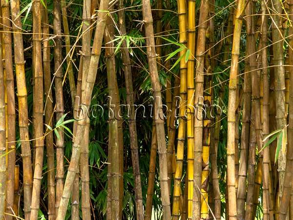 434210 - Sacred Bali bamboo (Schizostachyum brachycladum)