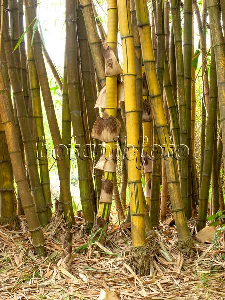 434212 - Sacred Bali bamboo (Schizostachyum brachycladum)