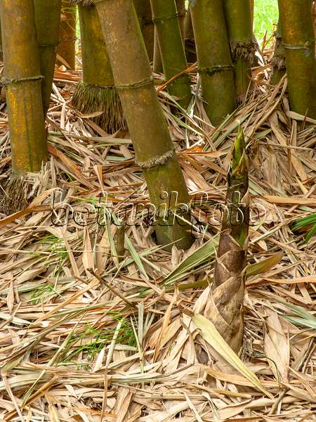 434213 - Sacred Bali bamboo (Schizostachyum brachycladum)