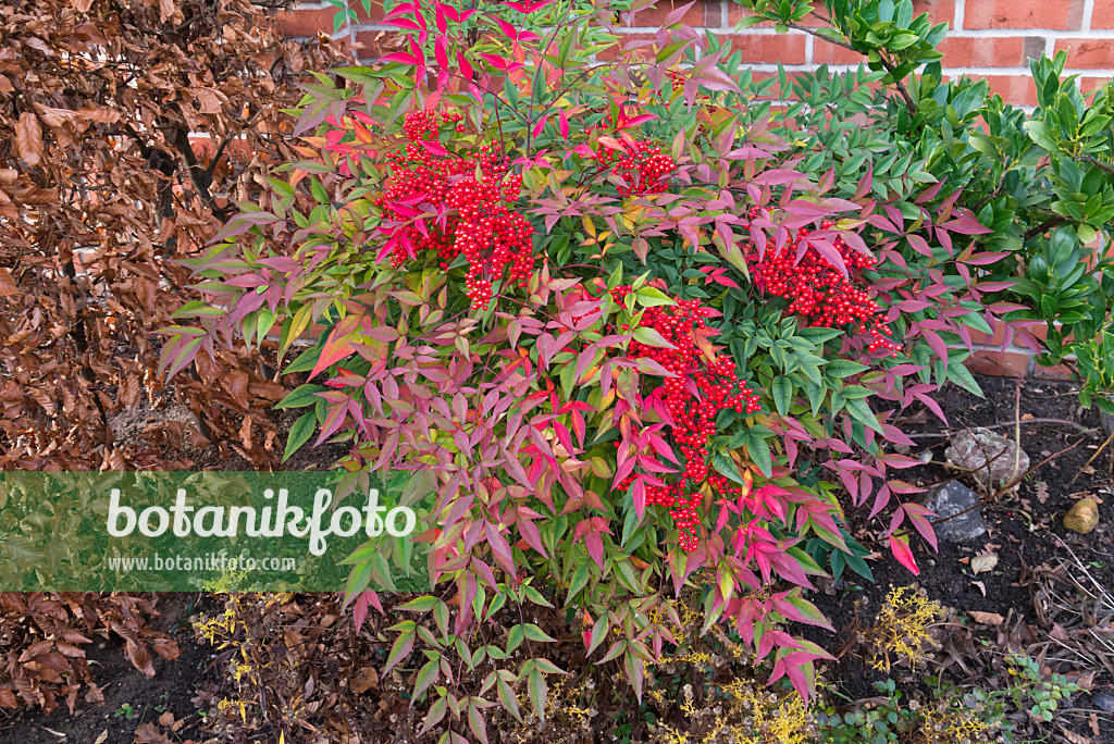 527035 - Sacred bamboo (Nandina domestica)