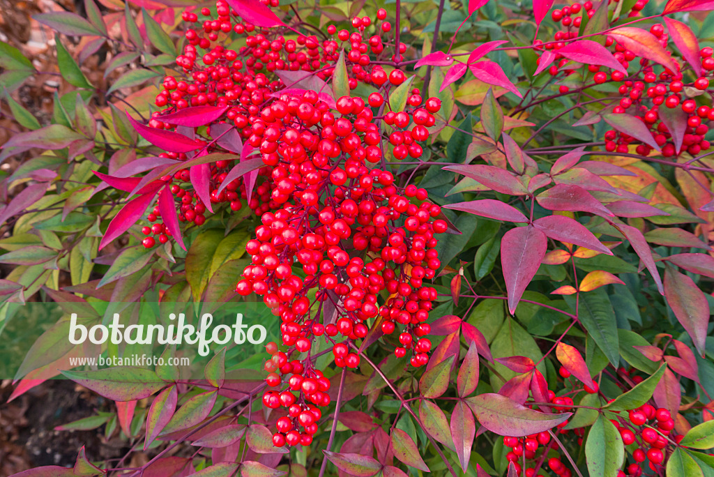 527036 - Sacred bamboo (Nandina domestica)