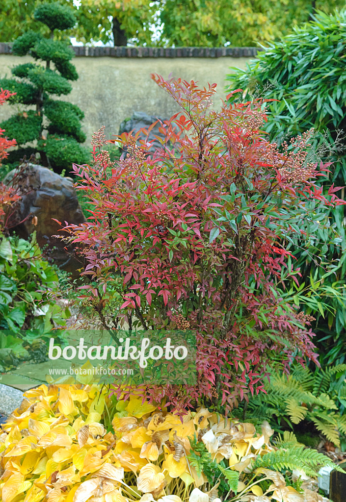 535308 - Sacred bamboo (Nandina domestica)