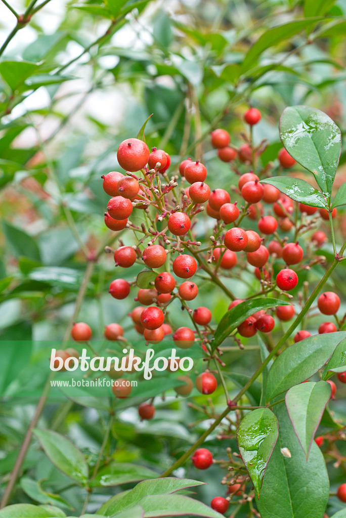 550025 - Sacred bamboo (Nandina domestica)