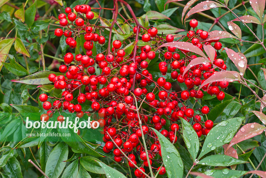 565034 - Sacred bamboo (Nandina domestica)