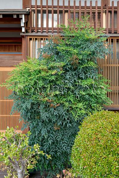 625286 - Sacred bamboo (Nandina domestica)