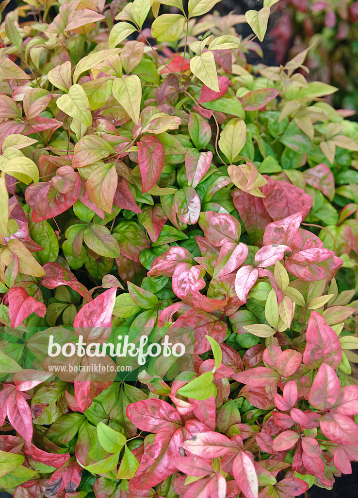 490101 - Sacred bamboo (Nandina domestica 'Fire Power')