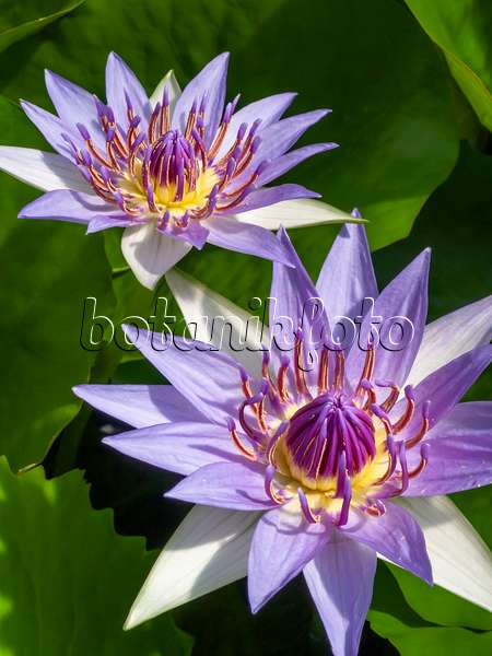 414158 - Sacred blue lotus (Nymphaea colorata)