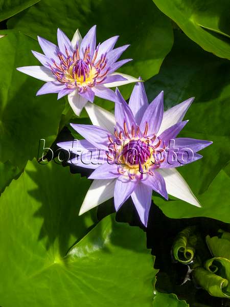 414159 - Sacred blue lotus (Nymphaea colorata)