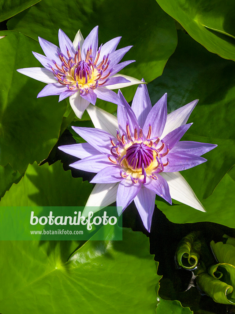 414159 - Sacred blue lotus (Nymphaea colorata)