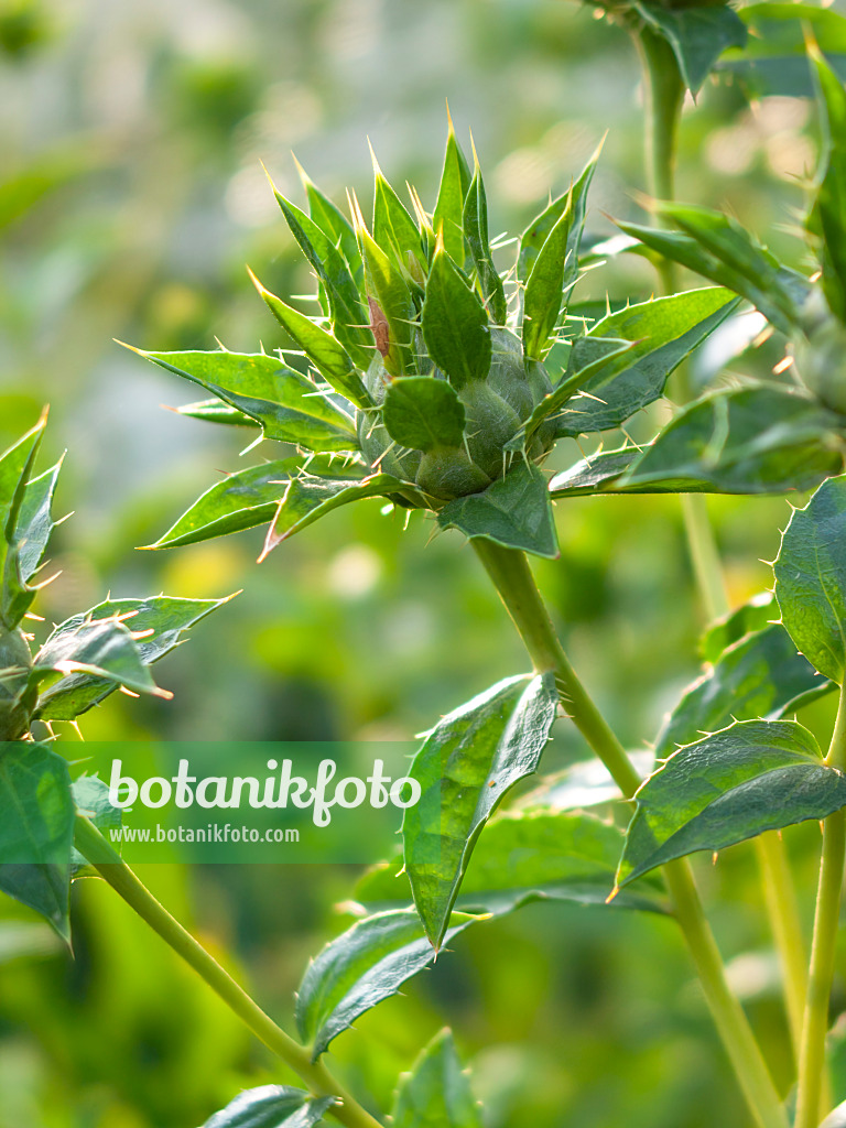 Safflower (Carthamus tinctorius), flower and leaves