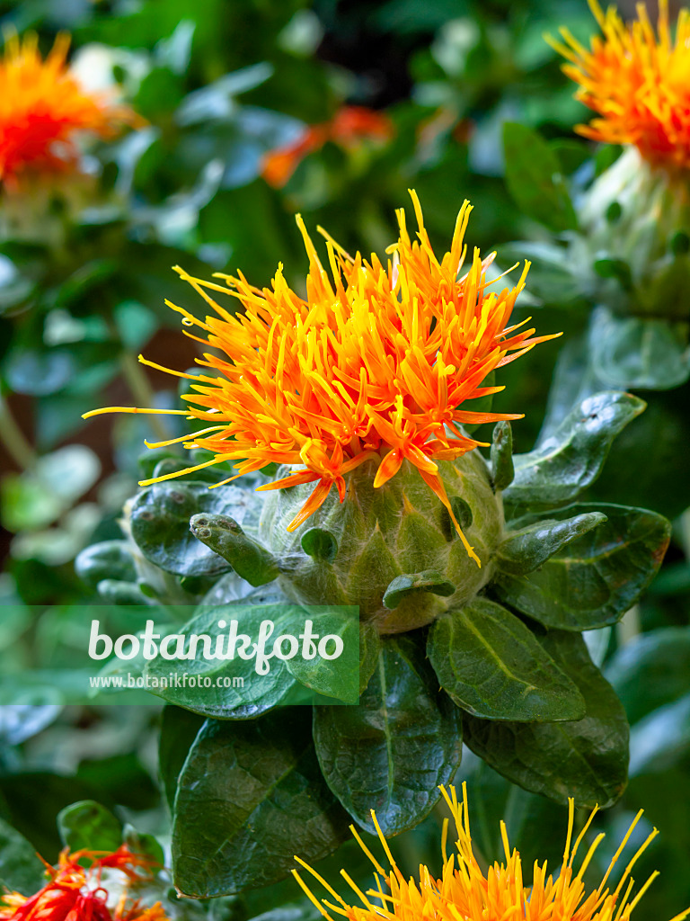 462001 - Safflower (Carthamus tinctorius)