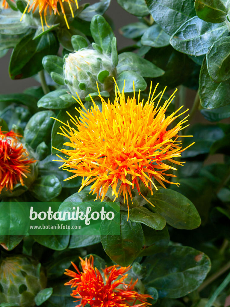 462002 - Safflower (Carthamus tinctorius)