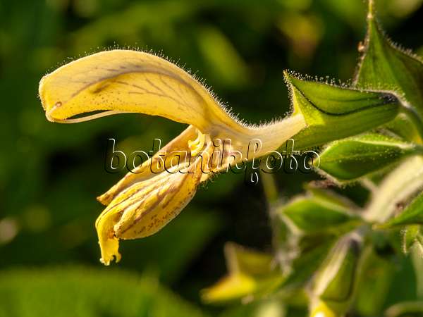 427231 - Sage (Salvia nubicola)