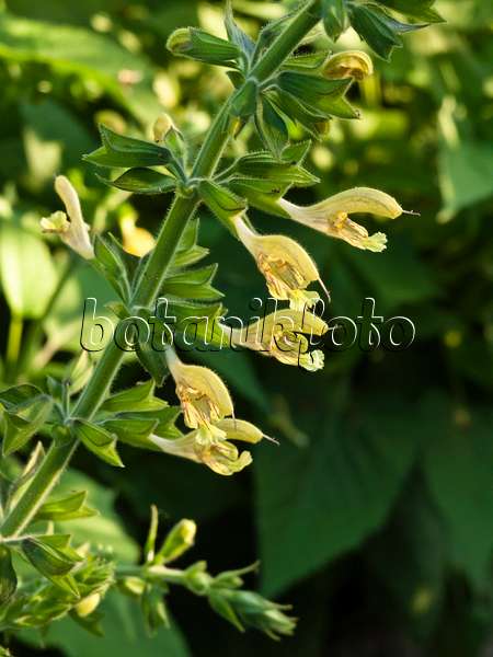 427232 - Sage (Salvia nubicola)