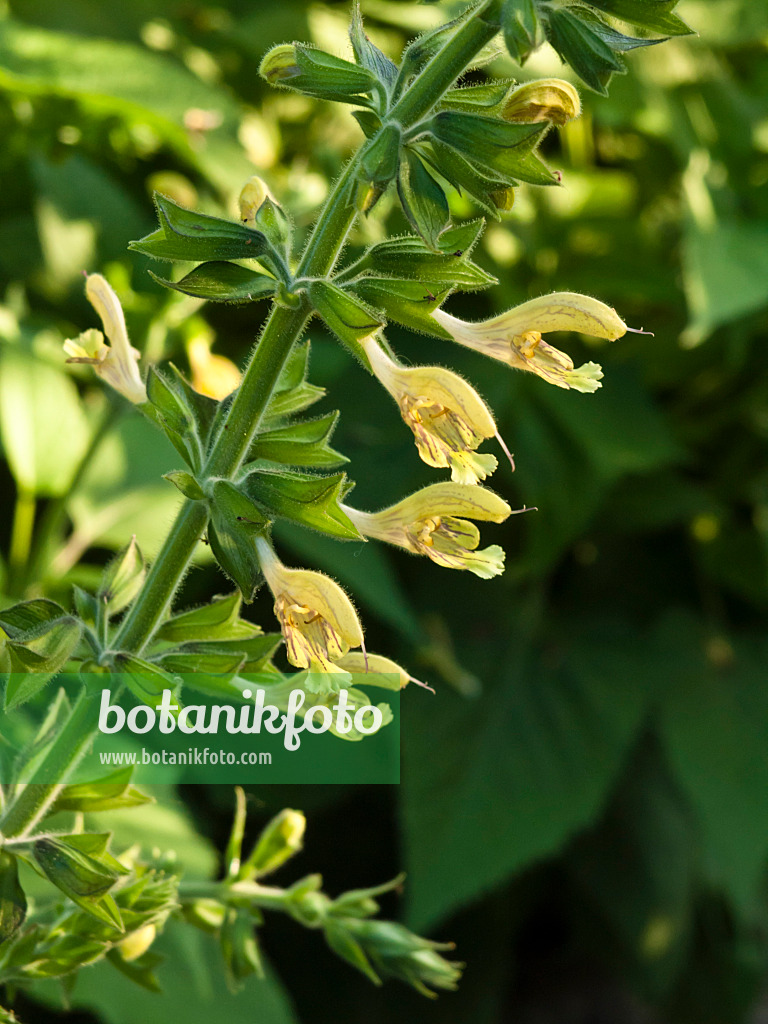 427232 - Sage (Salvia nubicola)