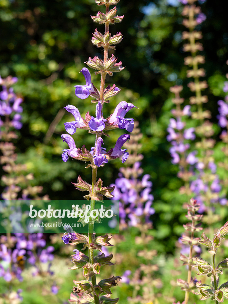 439285 - Sage (Salvia stenophylla)