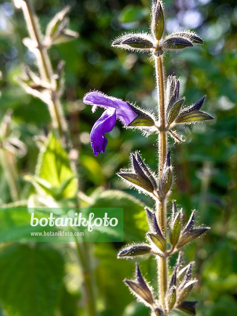 439292 - Sage (Salvia urica)