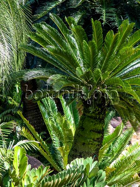 434289 - Sago palm (Cycas revoluta)