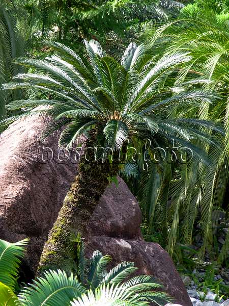 434389 - Sago palm (Cycas revoluta) in front of big rocks