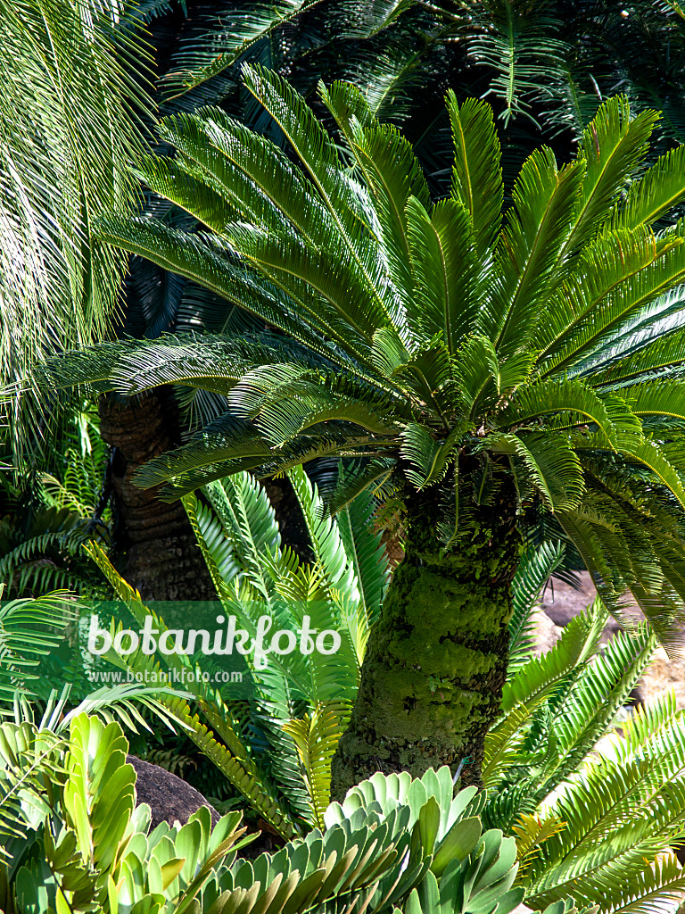 434289 - Sagou du Japon (Cycas revoluta)