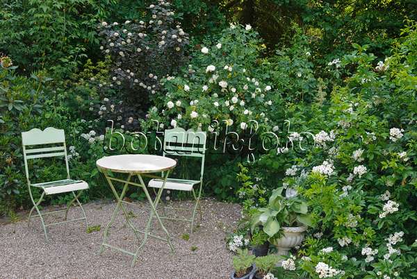 475266 - Salon de jardin avec rosier blanc (Rosa x alba 'Maxima') et rosier multiflore (Rosa multiflora)