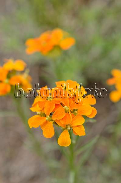 508403 - Sanddune wallflower (Erysimum capitatum)