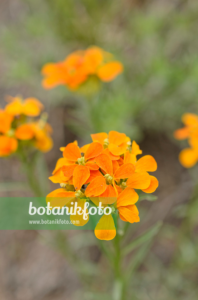 508403 - Sanddune wallflower (Erysimum capitatum)