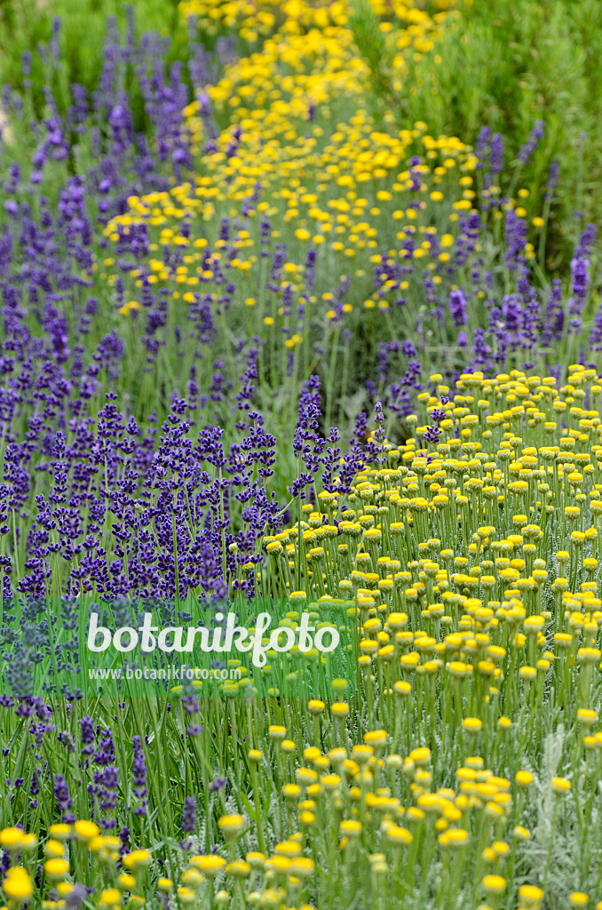 497068 - Santoline petit cyprès (Santolina chamaecyparissus) et lavande vrai (Lavandula angustifolia)