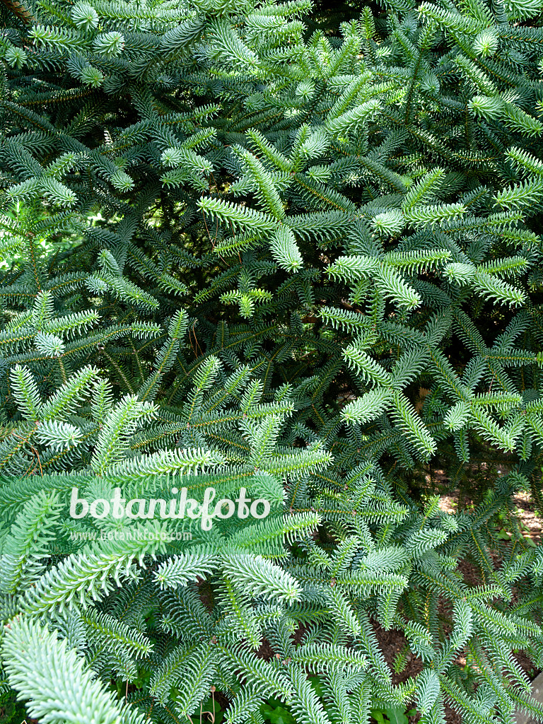 426191 - Sapin d'Andalousie (Abies pinsapo 'Glauca')