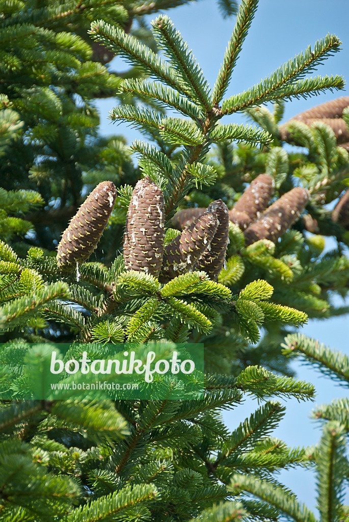 517257 - Sapin de Nordmann (Abies nordmanniana)