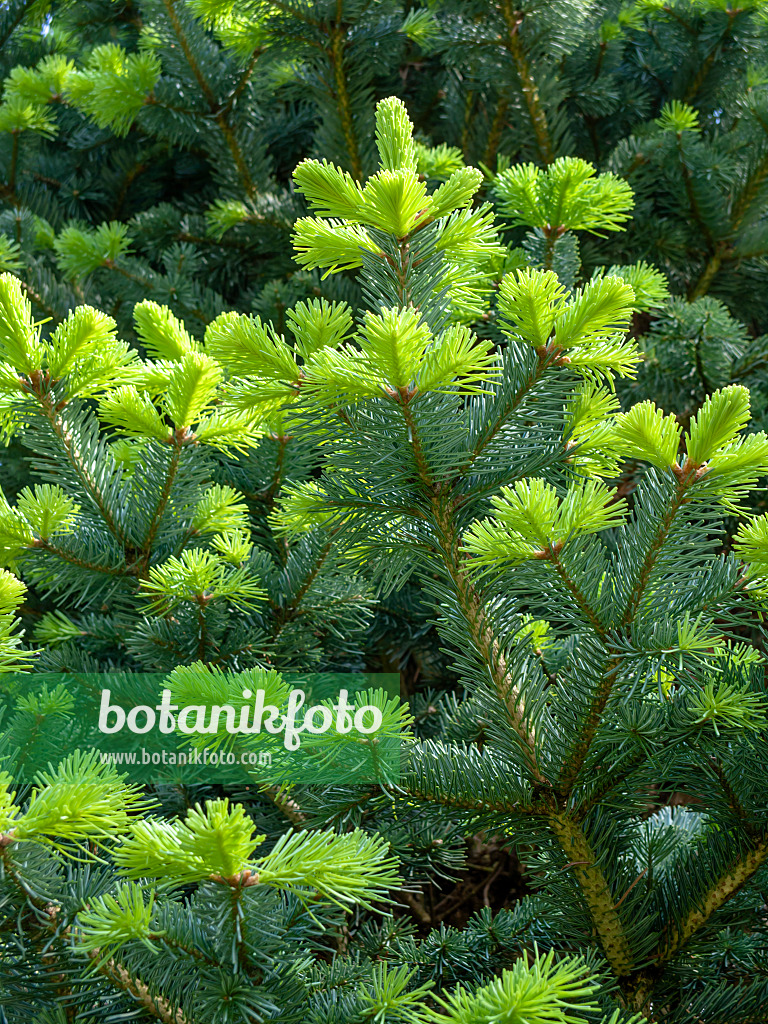 437358 - Sapin subalpin (Abies lasiocarpa)