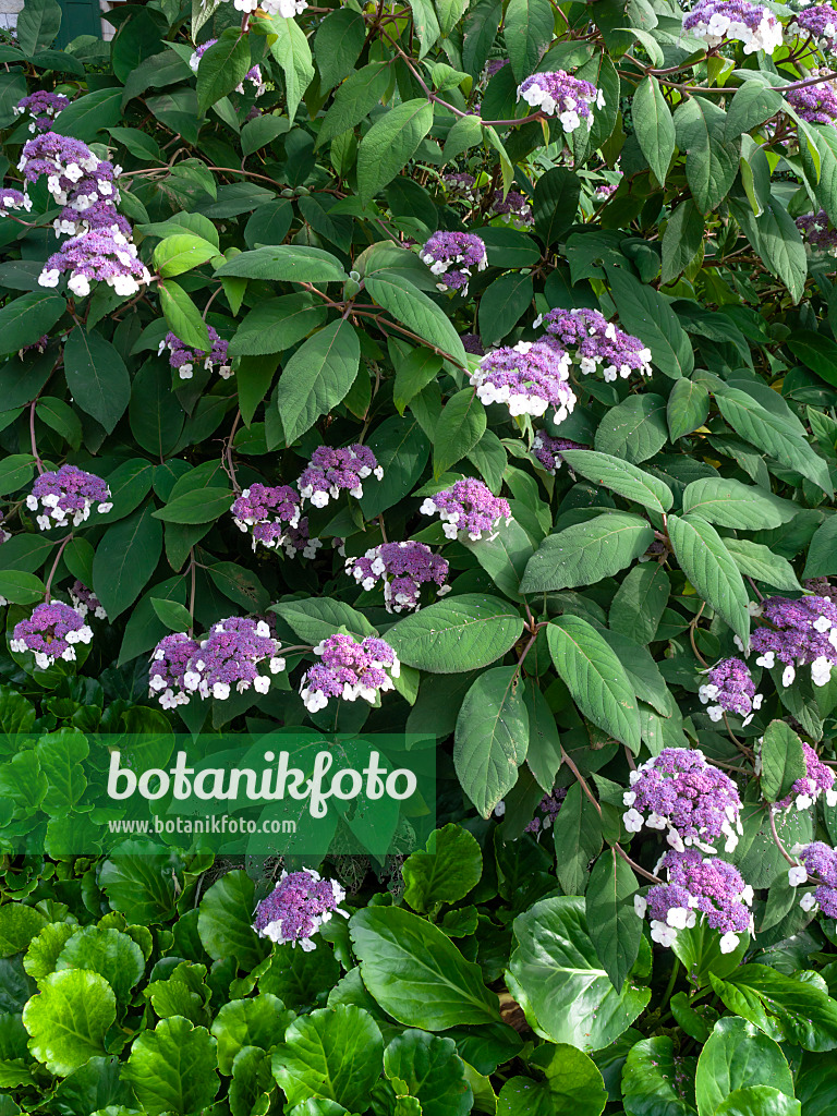 450004 - Sargent's hydrangea (Hydrangea aspera subsp. sargentiana)