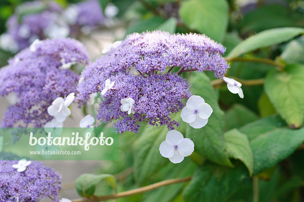 486223 - Sargent's hydrangea (Hydrangea aspera subsp. sargentiana)