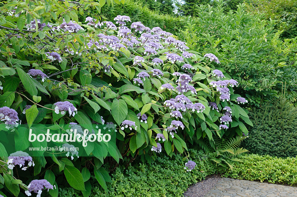 486229 - Sargent's hydrangea (Hydrangea aspera subsp. sargentiana)