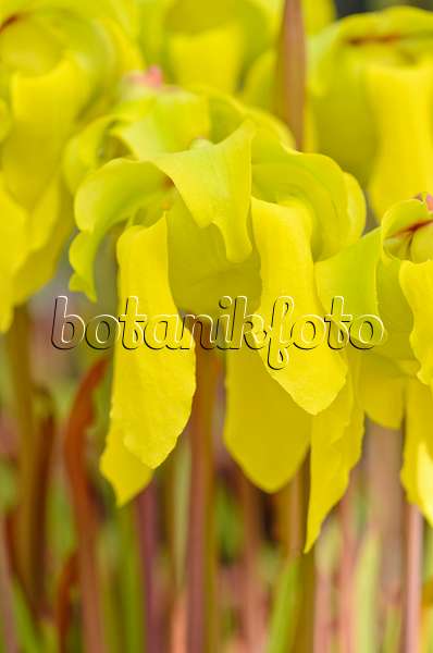 555067 - Sarracène jaune (Sarracenia flava)