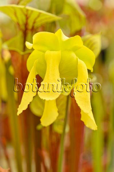 555085 - Sarracène jaune (Sarracenia flava)