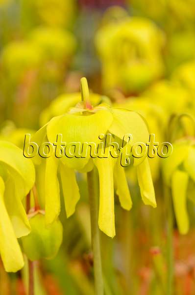 555087 - Sarracène jaune (Sarracenia flava)