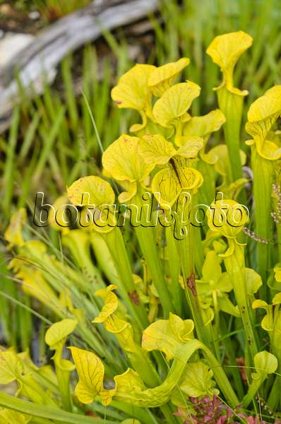 572010 - Sarracène jaune (Sarracenia flava)