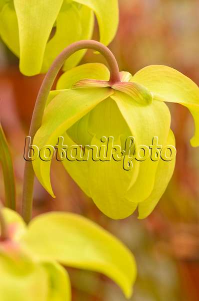 555077 - Sarracène jaune (Sarracenia flava var. ornata x leucophylla)
