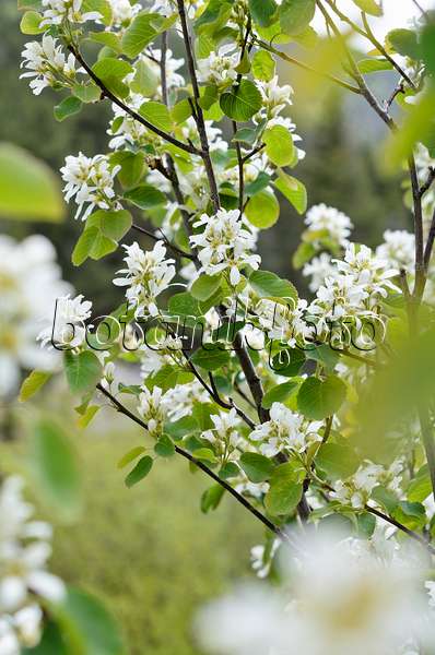 508355 - Saskatoon service berry (Amelanchier alnifolia)