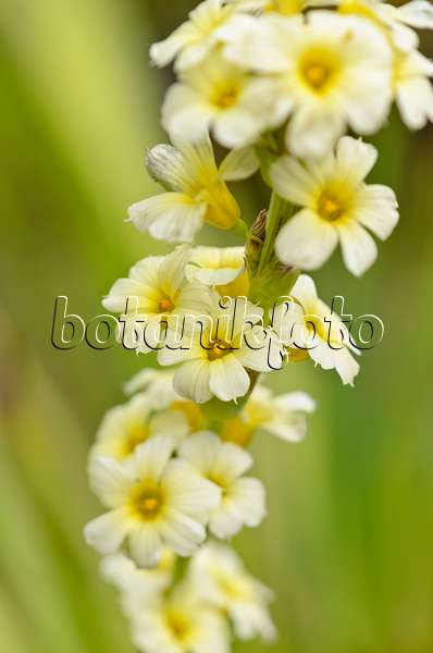 521170 - Satin flower (Sisyrinchium striatum)