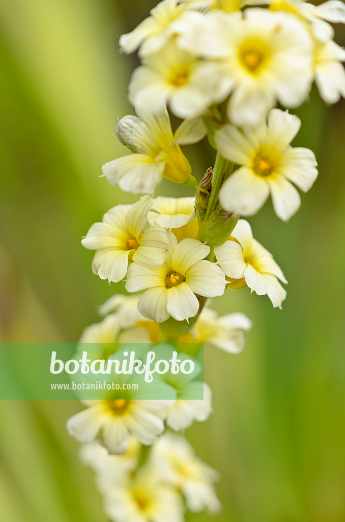 521170 - Satin flower (Sisyrinchium striatum)