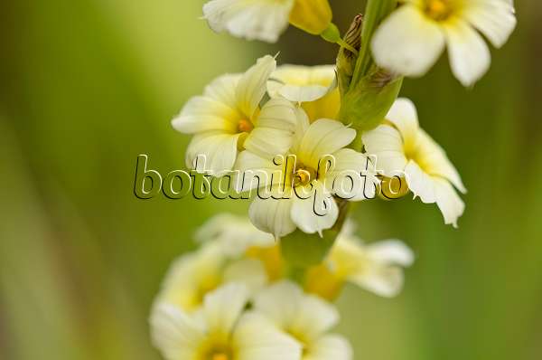 521171 - Satin flower (Sisyrinchium striatum)