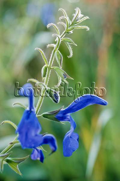 433239 - Sauge a fleurs bleues (Salvia patens)