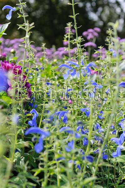 487240 - Sauge a fleurs bleues (Salvia patens 'Blue Angel')