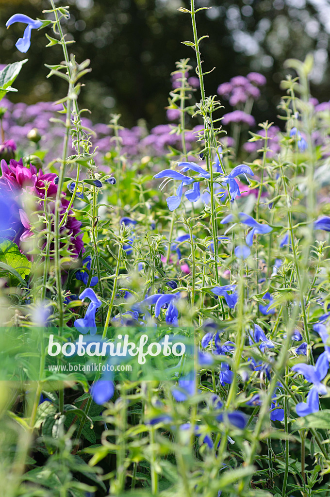 487240 - Sauge a fleurs bleues (Salvia patens 'Blue Angel')