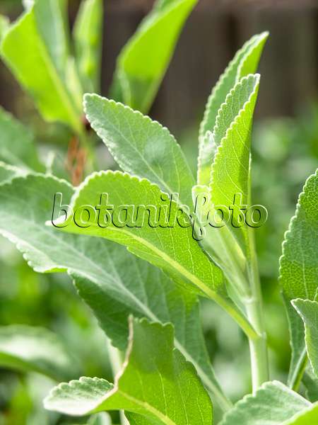 426158 - Sauge blanch (Salvia apiana)
